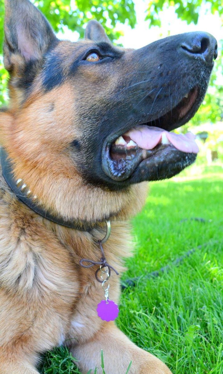 Blaszka dla pupila kwiatek 3 cm z miejscem na grawer Kwiatek purple L. Blaszka w formie adresówki, identyfikatora dla psa. Blaszka z miejscem na grawer. Na adresówce możemy wygrawerować np. imię psa i nr telefonu do właścicie.jpg